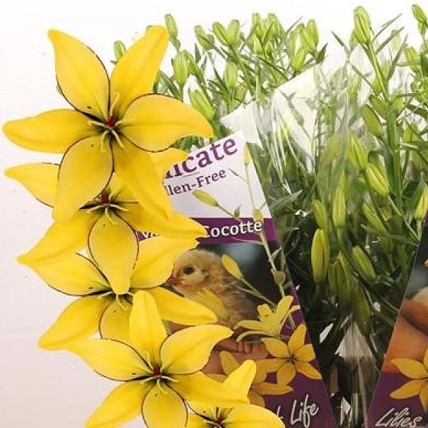 Lily Asiatic Yellow Cocotte
