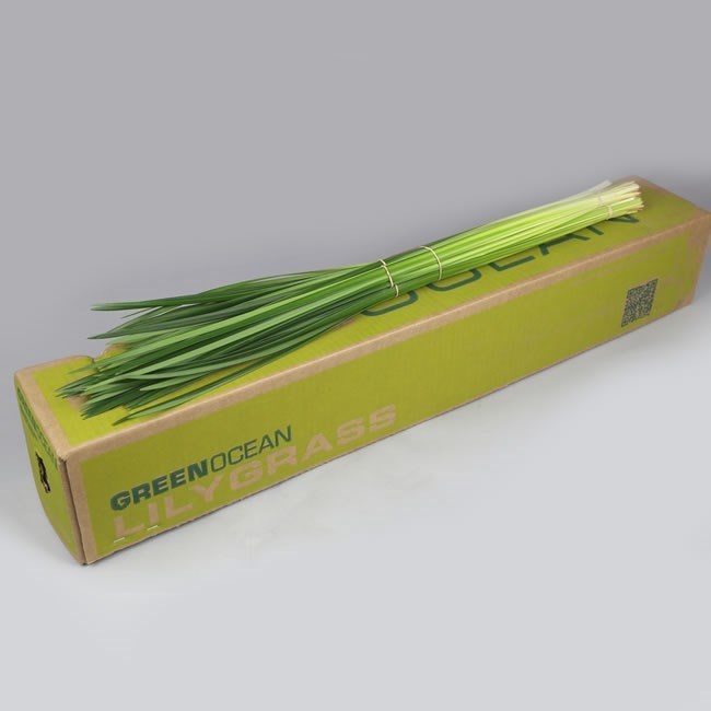 Lily Grass
