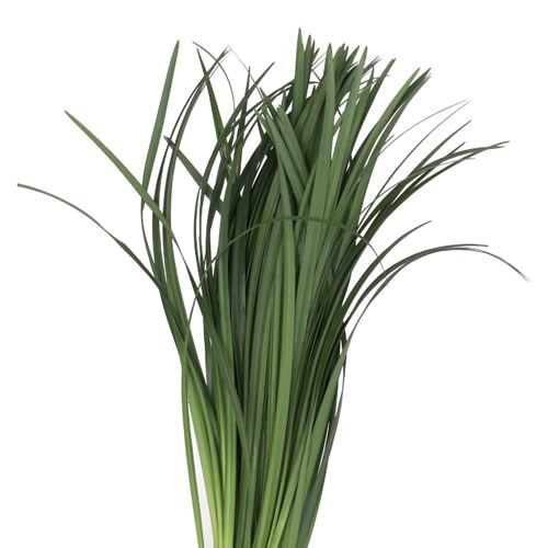 Lily Grass