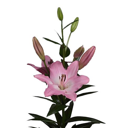 Lily LA. Albufeira