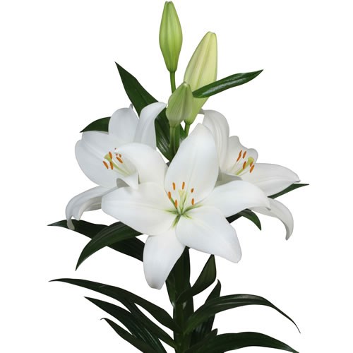 Lily LA. Asti
