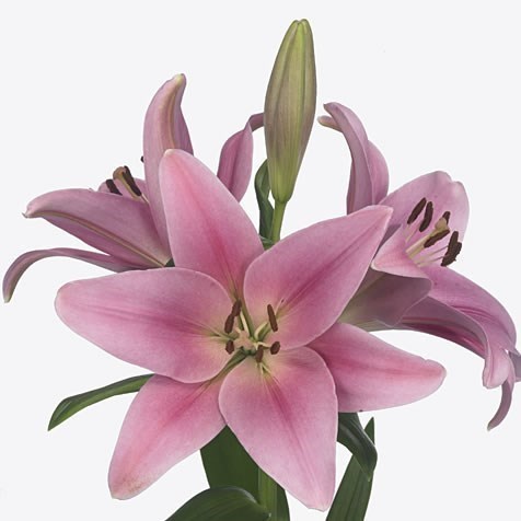 Lily LA. Boardwalk