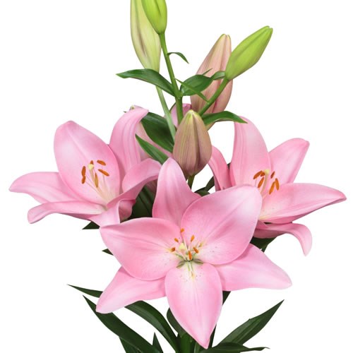 Lily LA. Bramante