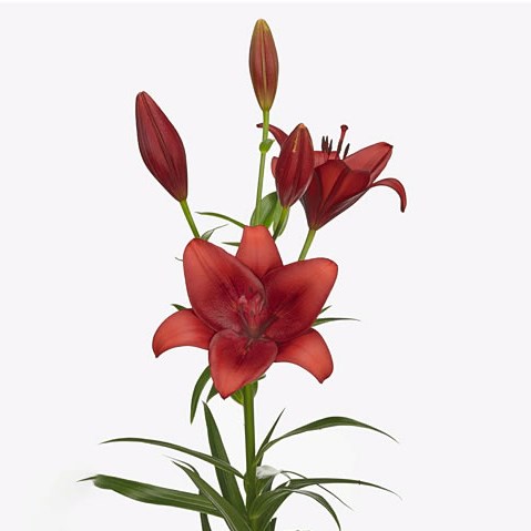 Lily LA. Calabria