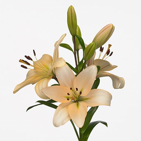 Lily LA. Champagne Diamond