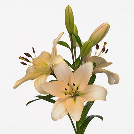 Lily LA. Champagne Diamond