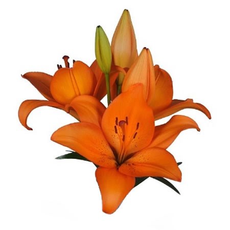 Lily LA. Corallo (Supra)