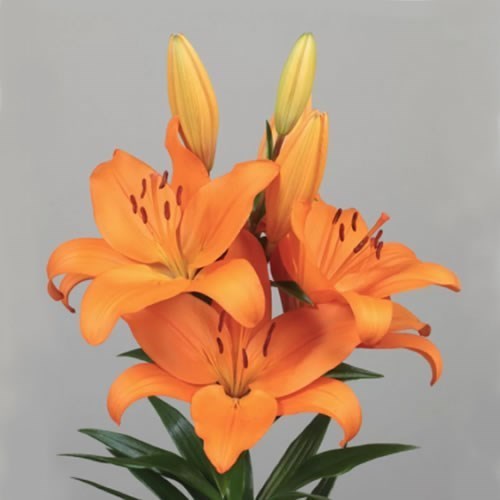 Lily LA. Cortona