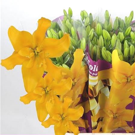Lily LA. Double Gold