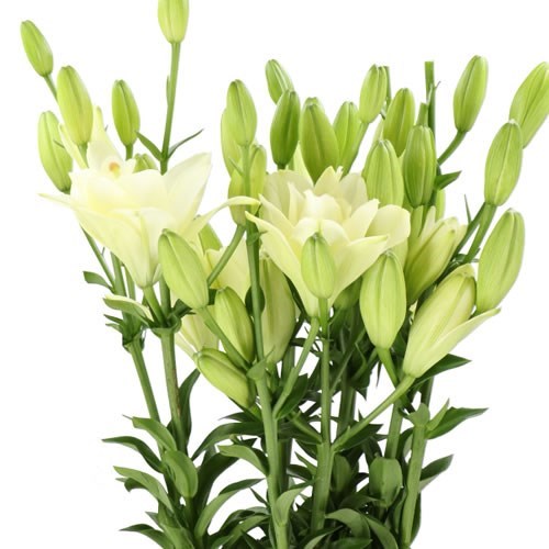 Lily LA. Double Wedding Bells