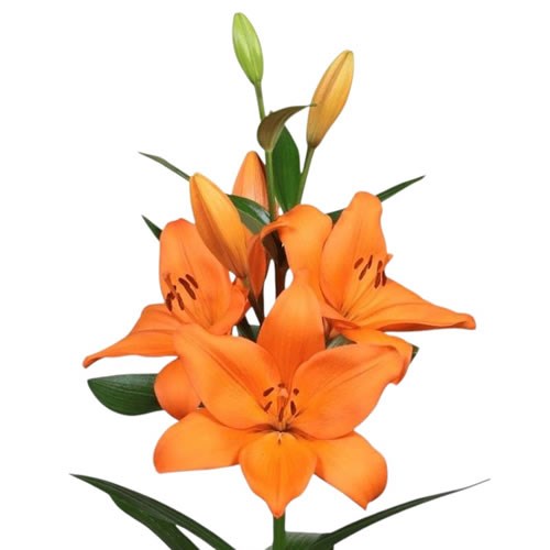 Lily LA. Idaho
