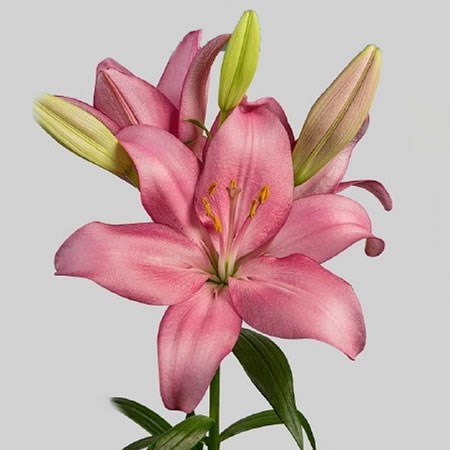Lily LA. Jomi