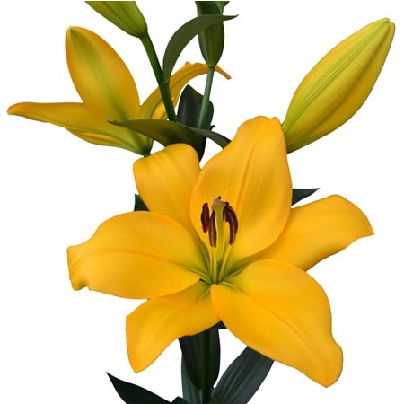 Lily LA. Kingsville
