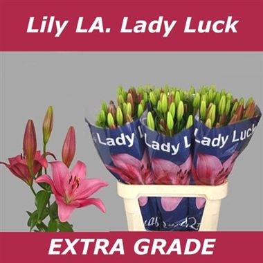 Lily LA. Lady Luck