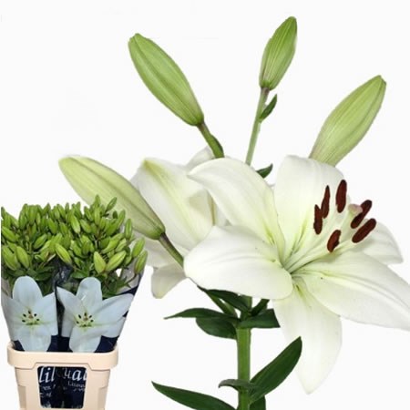 Lily LA. Litouwen