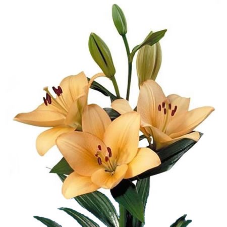 Lily LA. Menorca