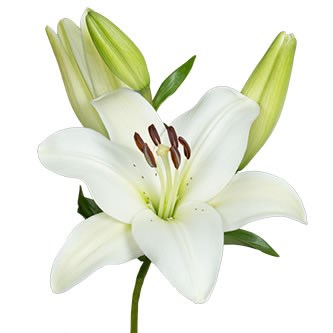 Lily LA. Nova Scotia