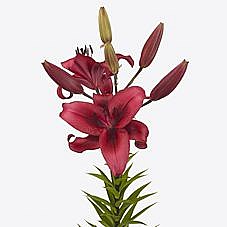 Lily LA. November Rain