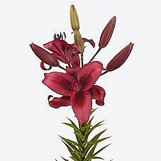 Lily LA. November Rain