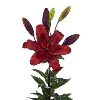 Lily LA. Nubia