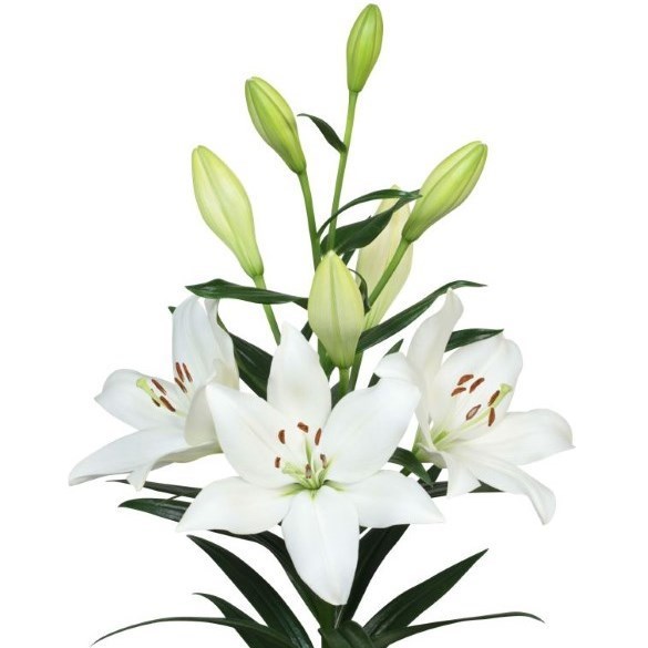 Lily LA. Osorno