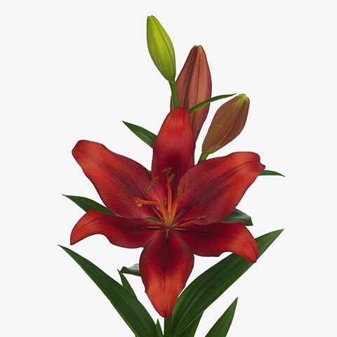 Фотографии ЛИЛИИ ПОКЕРФЕЙС