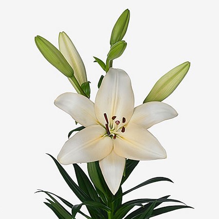 Lily LA. Prosecco