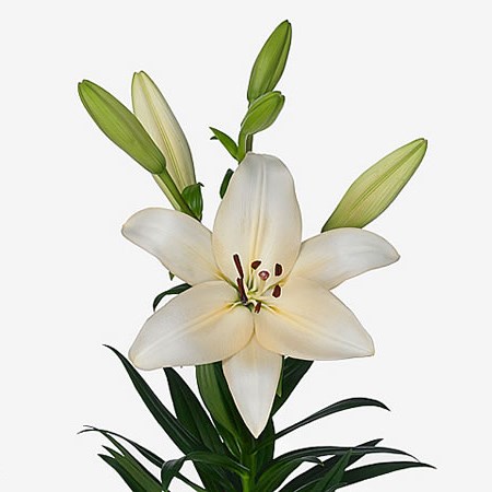 Lily LA. Prosecco