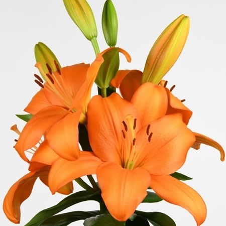 Lily LA. Ravello