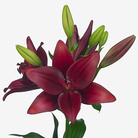Lily LA. Red Rock