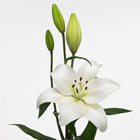 Lily LA. Richmond