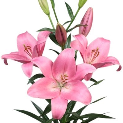 Lily LA. Scotland
