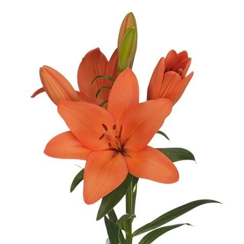 Lily LA. Sonetto