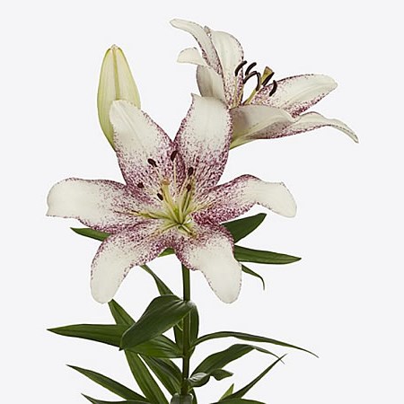 Lily LA. Spotify White