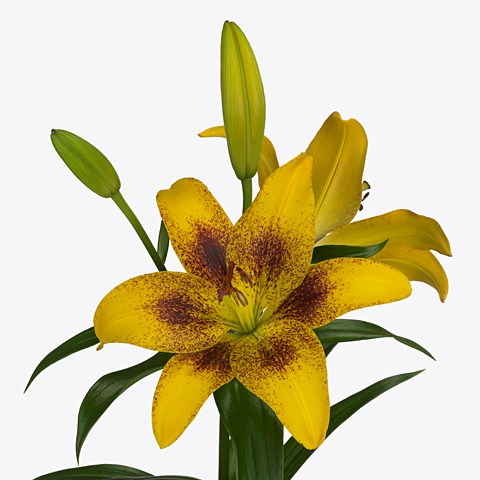 Lily LA. Spotify Yellow