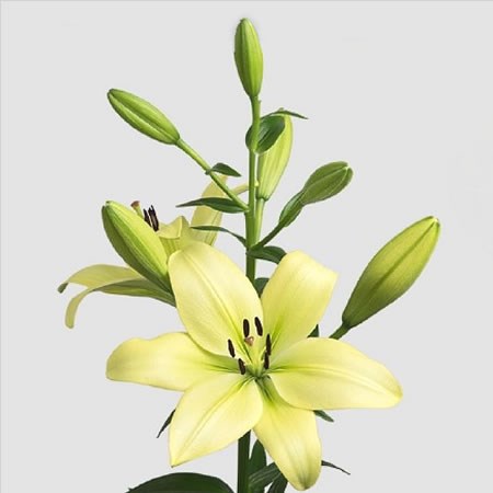 Lily LA. Trebbiano