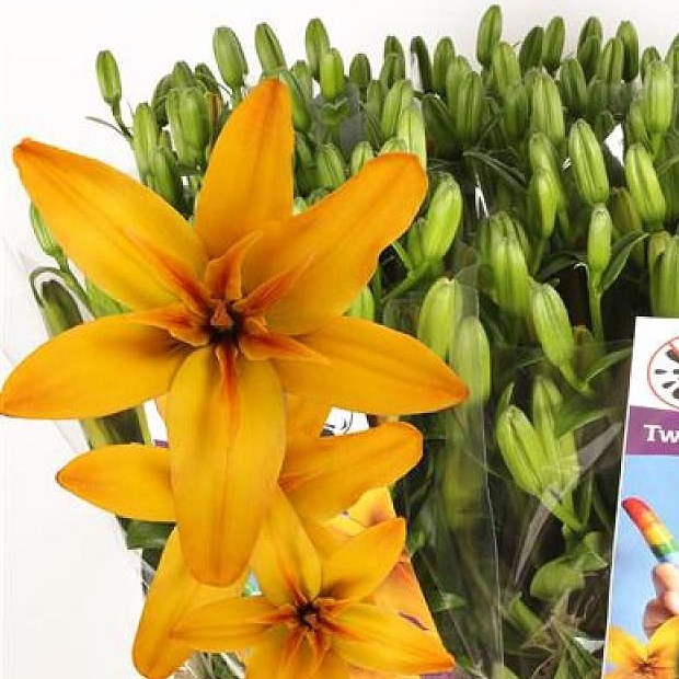 Lily LA. Twinlife Gold