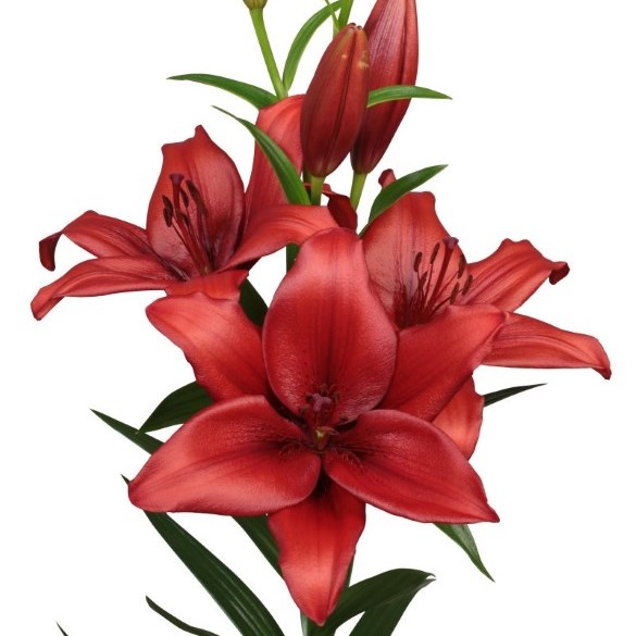Lily LA..Carbonia