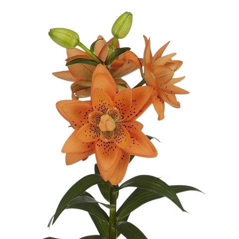 Lily LA.Dutch Design