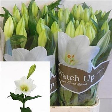 Lily Longi. Watch Up (2 Buds/Stem)