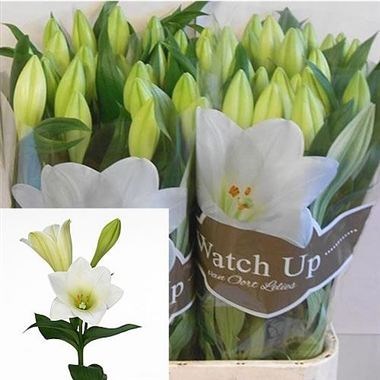 Lily Longi. Watch Up (3 Buds/Stem)