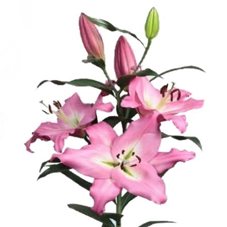 Lily Oriental - Albareto