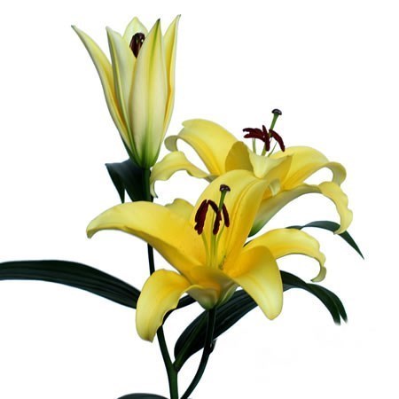 Lily Oriental - Altarus (Extra)