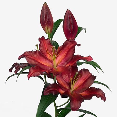 Lily Oriental Avinger