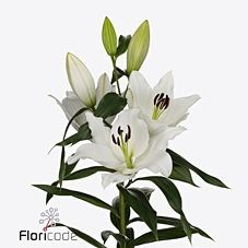 Lily Oriental - Bendigo