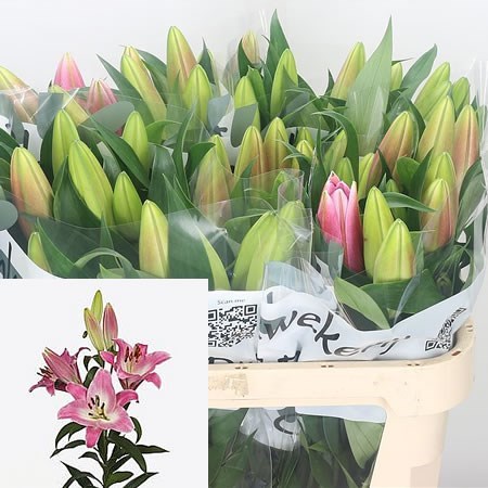 Lily Oriental - Brusago