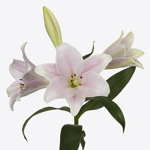 Lily Longi Cali