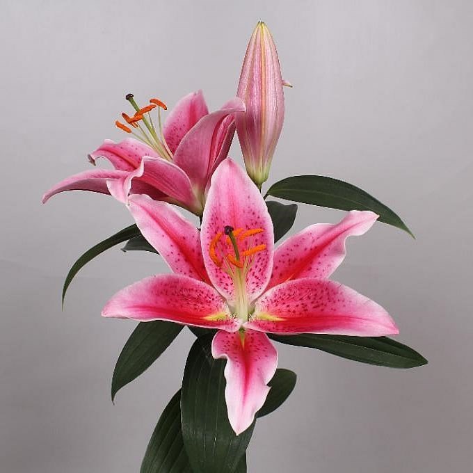 Lily Oriental - calvados