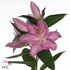 Lily Oriental - Canaletto