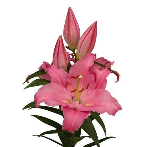 注目の福袋！ Dutch Wholesale | 4+ 95cm IMAX - ORIENTAL LILY Flowers UK Supplies Florist & アルバム・スクラップ